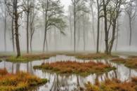 【画像素材】湿地帯の土の湿気によって生じる霧