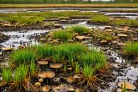 【画像素材】湿地帯の土に生息する細菌と真菌