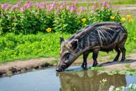 【画像素材】イノシシが花畑の近くの水辺で水を飲んでいる