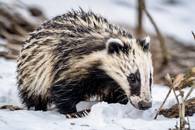 【画像素材】雪の上で遊ぶアナグマの尾