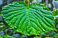 【画像素材】小雨に濡れる巨大な緑の葉