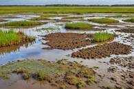 【画像素材】水を含んでドロドロした湿地帯の土