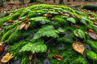 【画像素材】小雨に濡れる苔むした森の葉