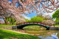 【画像素材】満開の桜が飾る公園の橋