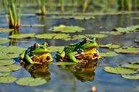 【画像素材】湿地帯に生息するカエル