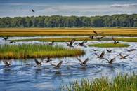 【画像素材】湿地帯を飛ぶ鳥