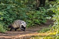 【画像素材】アナグマが森を駆け回る