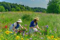 【画像素材】夏至の日に花を摘む若い女性