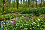 【画像素材】湿地帯の茂みの中に咲く花