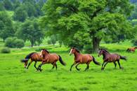 【画像素材】新緑の草原を駆け回る馬