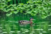 【画像素材】新緑の池で泳ぐカモ