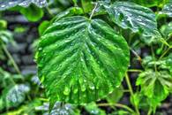 【画像素材】小雨に濡れ輝く緑の葉