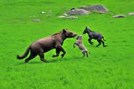 【画像素材】新緑の草原で駆け回る動物たち