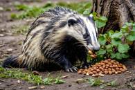 【画像素材】木の下で木の実を食べるアナグマ