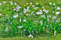 【画像素材】新緑の芝生にそよぐ草花