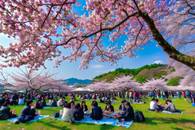 【画像素材】桜林で花見客が酔っ払う