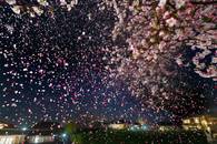 【画像素材】複数の小さい花火が夜空に桜の花びらのシャワーを降らせている写真