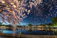 【画像素材】花火が夜空に桜の花びらのシャワーを降らせ、水面に映っている写真