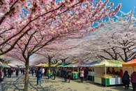 【画像素材】桜の下で屋台が立ち並ぶ花見