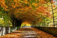 【画像素材】遠くまで続く紅葉のトンネルを歩く、紅葉狩り会場