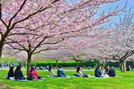 【画像素材】公園で友人と花見をしている賑やかな様子