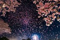 【画像素材】花火が夜空に桜の花びらのシャワーを降らせている写真