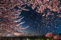 【画像素材】大輪の花火が夜空に桜の花びらのシャワーを降らせている写真