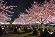 【画像素材】夜間のライトアップされた桜の木の下で花見をする人々