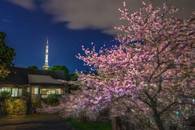 【画像素材】花火の光で照らされた夜桜