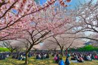 【画像素材】大勢の人でにぎわうお花見会場