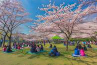 【画像素材】公園で遊具で遊ぶ子供たちを眺める花見客