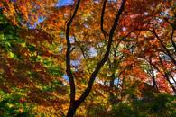 【画像素材】赤い葉が光にかざされ輝く紅葉狩りの絶景