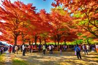 【画像素材】紅葉狩りする人々と鮮やかなカエデの木