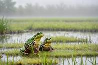 【画像素材】霧に包まれた湿地帯の草むらの中で鳴くカエル