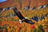 【画像素材】紅葉した山の頂上を飛ぶワシ