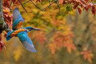 【画像素材】紅葉のトンネルを飛ぶカワセミ