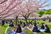 【画像素材】花見で酒を飲む人々