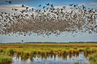 【画像素材】湿地帯を飛ぶ鳥の群れ