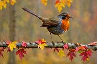 【画像素材】鮮やかな紅葉の中を飛ぶツグミ