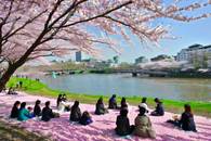 【画像素材】川辺で桜の花びらが舞い散る中、花見をする人々