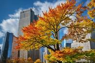 【画像素材】ビル群を背景に紅葉するイチョウの木