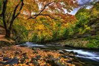 【画像素材】紅葉に包まれた渓谷を流れる川が紅葉狩りに彩りを添える絶景