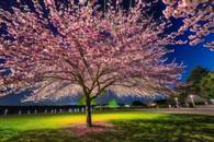 【画像素材】空一面に咲き誇る桜の木の下で花火が上がり、花びらを散らせている写真