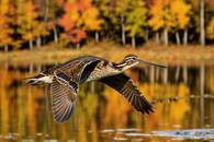 【画像素材】紅葉した水面の上を飛ぶシギ