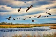 【画像素材】湿地帯の空を舞う鳥たち