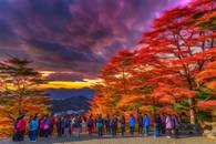 【画像素材】紅葉が燃え上がるような夕焼け空の下で紅葉狩りをする観光客グループ