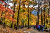 【画像素材】紅葉狩りを楽しむ人々で賑わう山道