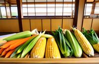 【画像素材】とうもろこしと野菜の収穫