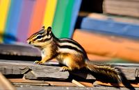 【画像素材】公園のベンチの上で餌を探すシマリス