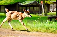 【画像素材】小鹿が駆ける